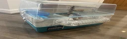 Hamster rodents for sale: Female Dwarf Hamster  in Leicester - Advert 1