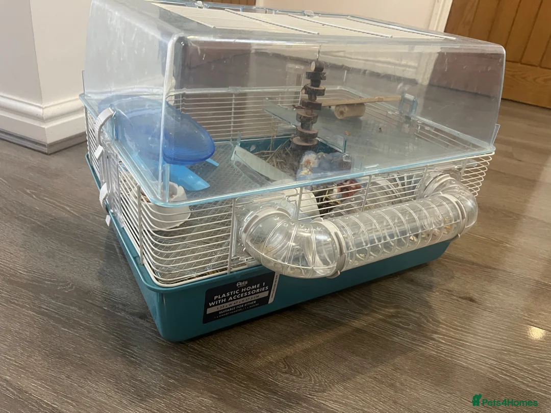 Hamster rodents for sale: Female Dwarf Hamster  in Leicester - Advert 1