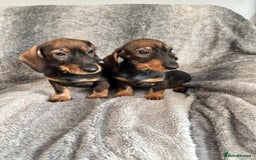 Dachshund dogs for sale: Dachshund Girls Ready Now Fully Vaccinated  - Image 3
