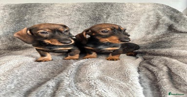Dachshund dogs - Advert 4