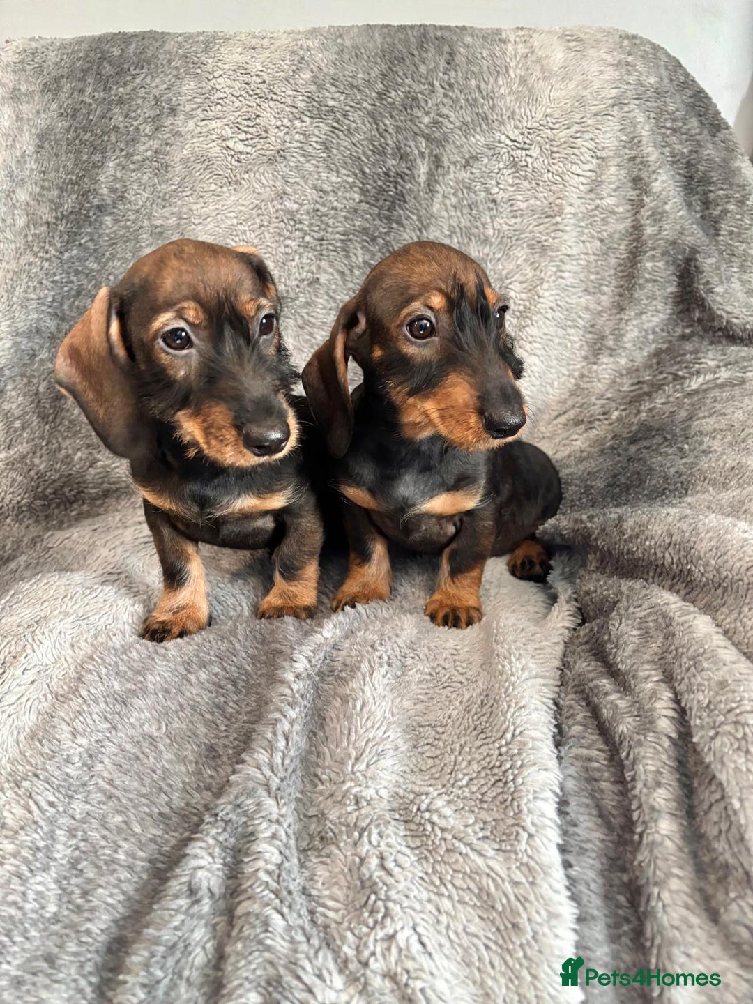 Dachshund dogs for sale: Dachshund Girls Ready Now Fully Vaccinated  - Image 3