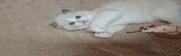 Ragdoll cats for sale: ✨️Stunning Pedigree Ragdoll Kitten ✨️ - Advert 9