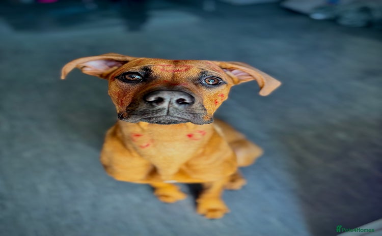 Mixed Breed dogs Pretty baby girl - Advert 3