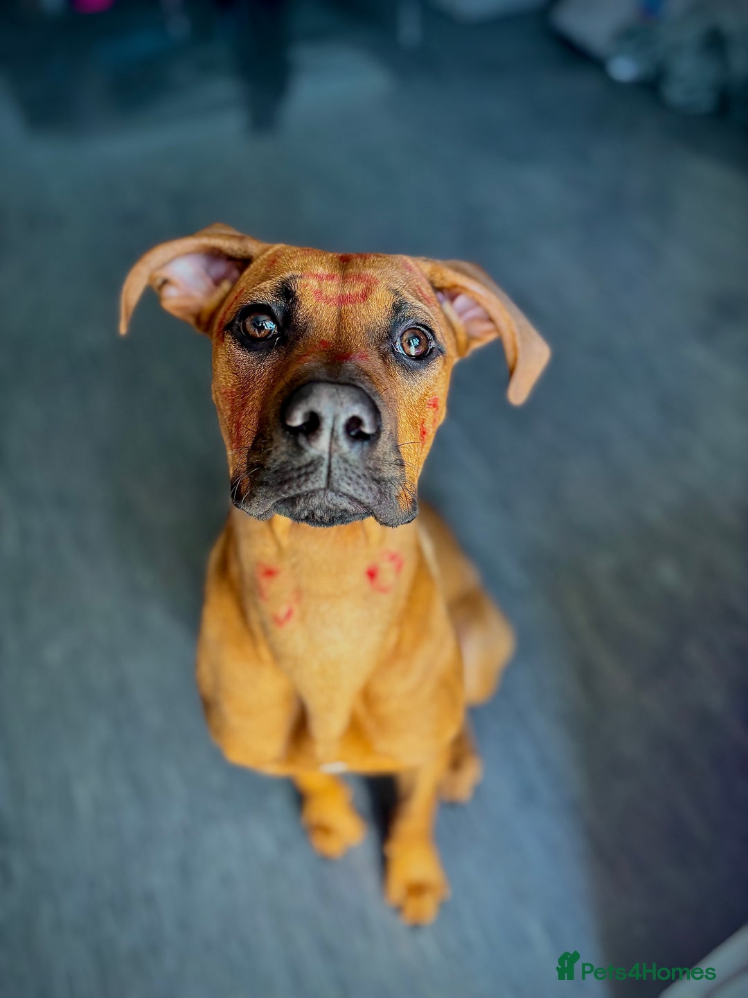 Mixed Breed dogs for sale: Pretty baby girl - Advert 1