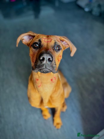 Mixed Breed dogs Pretty baby girl - Advert 3