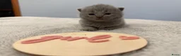 British Shorthair cats for sale: Beautiful Champion Bloodlined BSH kittens. - Advert 14