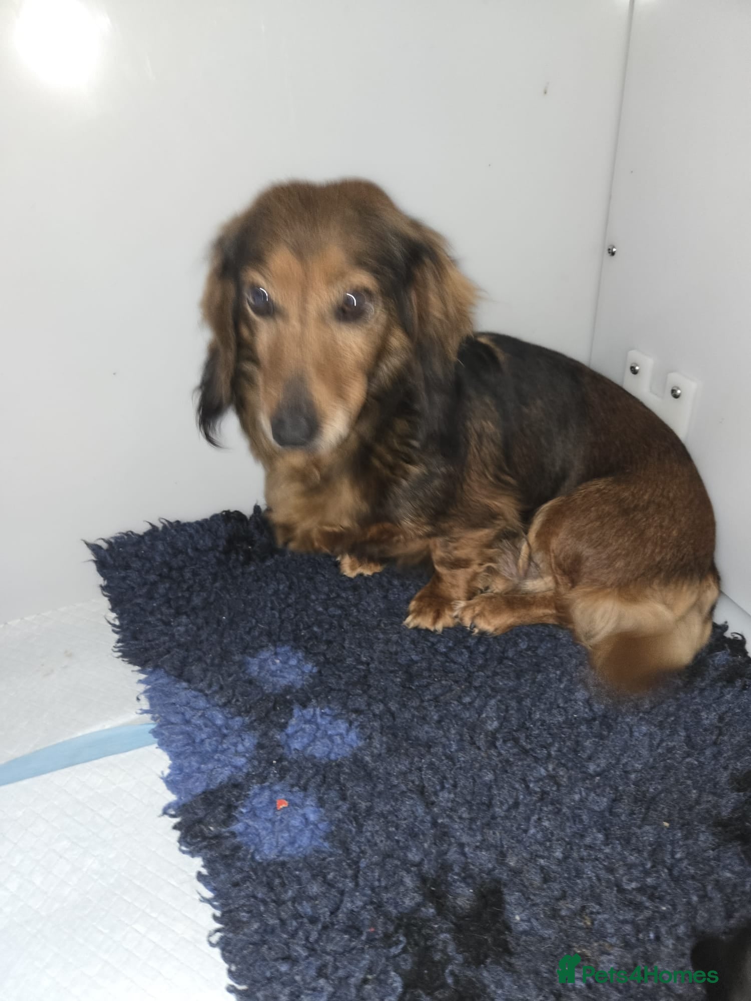 Miniature Dachshund dogs Female miniature dachshund  - Advert 3