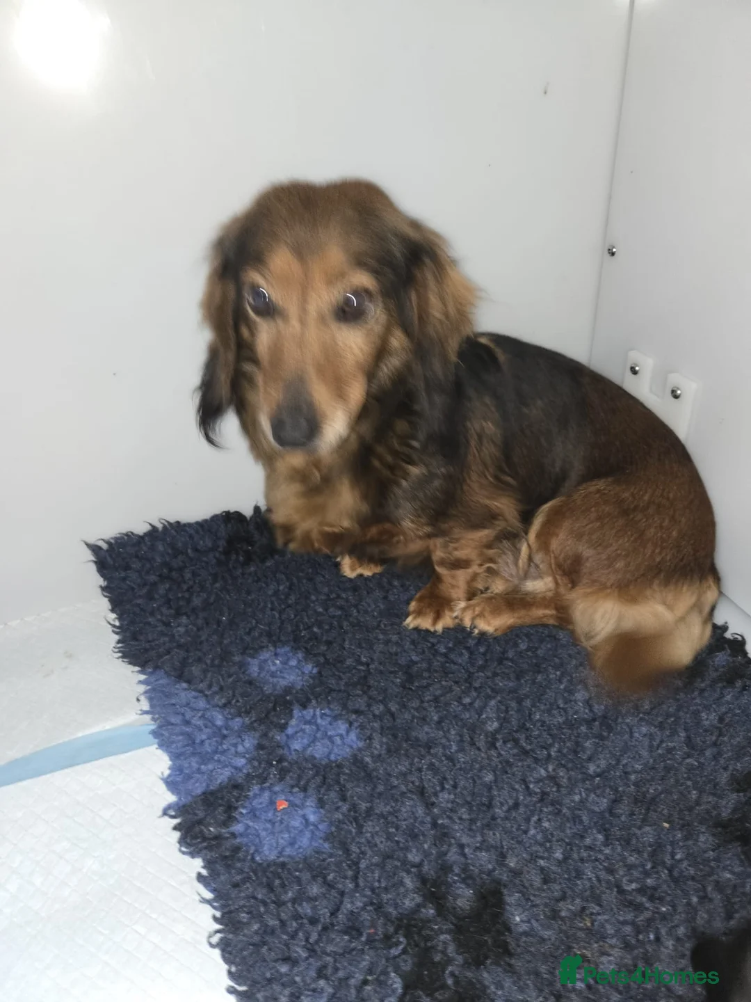 Miniature Dachshund dogs for sale: Female miniature dachshund  - Advert 1