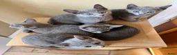 Russian Blue cats for sale: 5 Beautiful Russian Blue Kittens - Advert 5