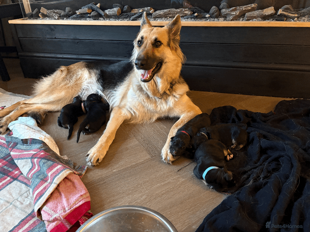 German Shepherd dogs for sale: 🐾 Beautiful German Shepherds 🐾 - Image 8