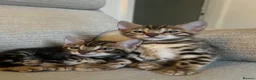 Bengal cats for sale: 🐾 Beautiful Bengal Kittens 🐾 - Advert 5