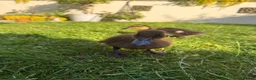 Ducks poultry for sale: Three ducklings - Advert 7