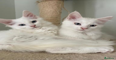 Maine Coon cats - Advert 6