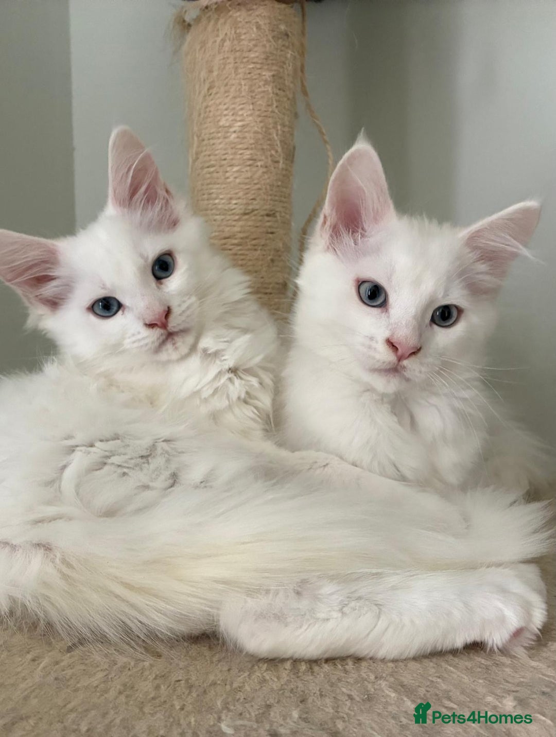 Maine Coon cats for sale: Purebred GCCF Maine Coon kittens - Image 2