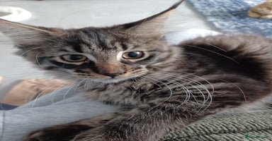 Maine Coon cats - Advert 9