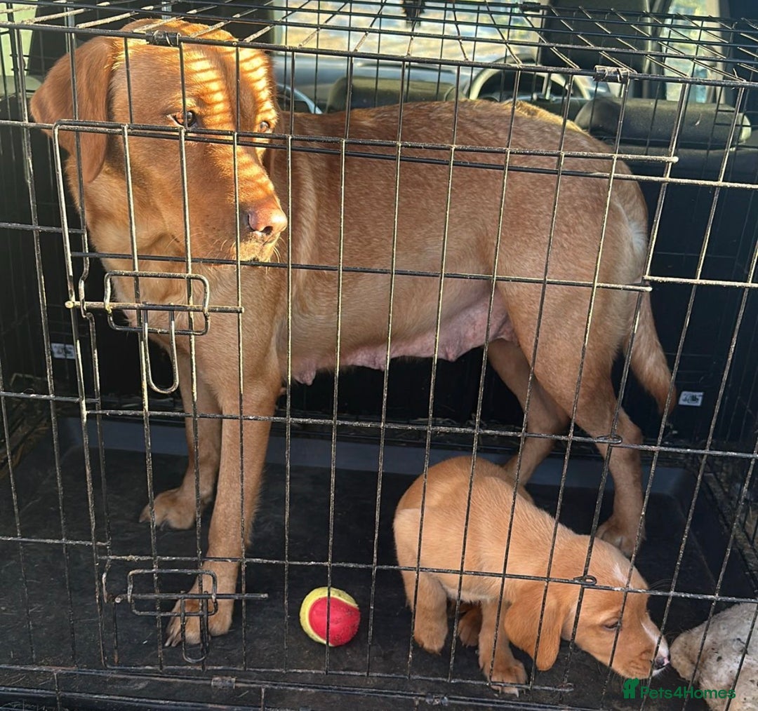 Labrador Retriever dogs for sale: Male Red fox labrador - Advert 1