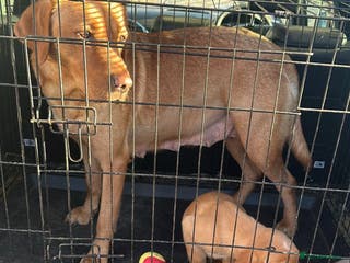 Labrador Retriever dogs Male Red fox labrador - Advert 18