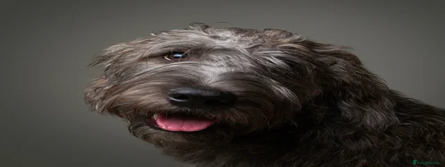 Baloo