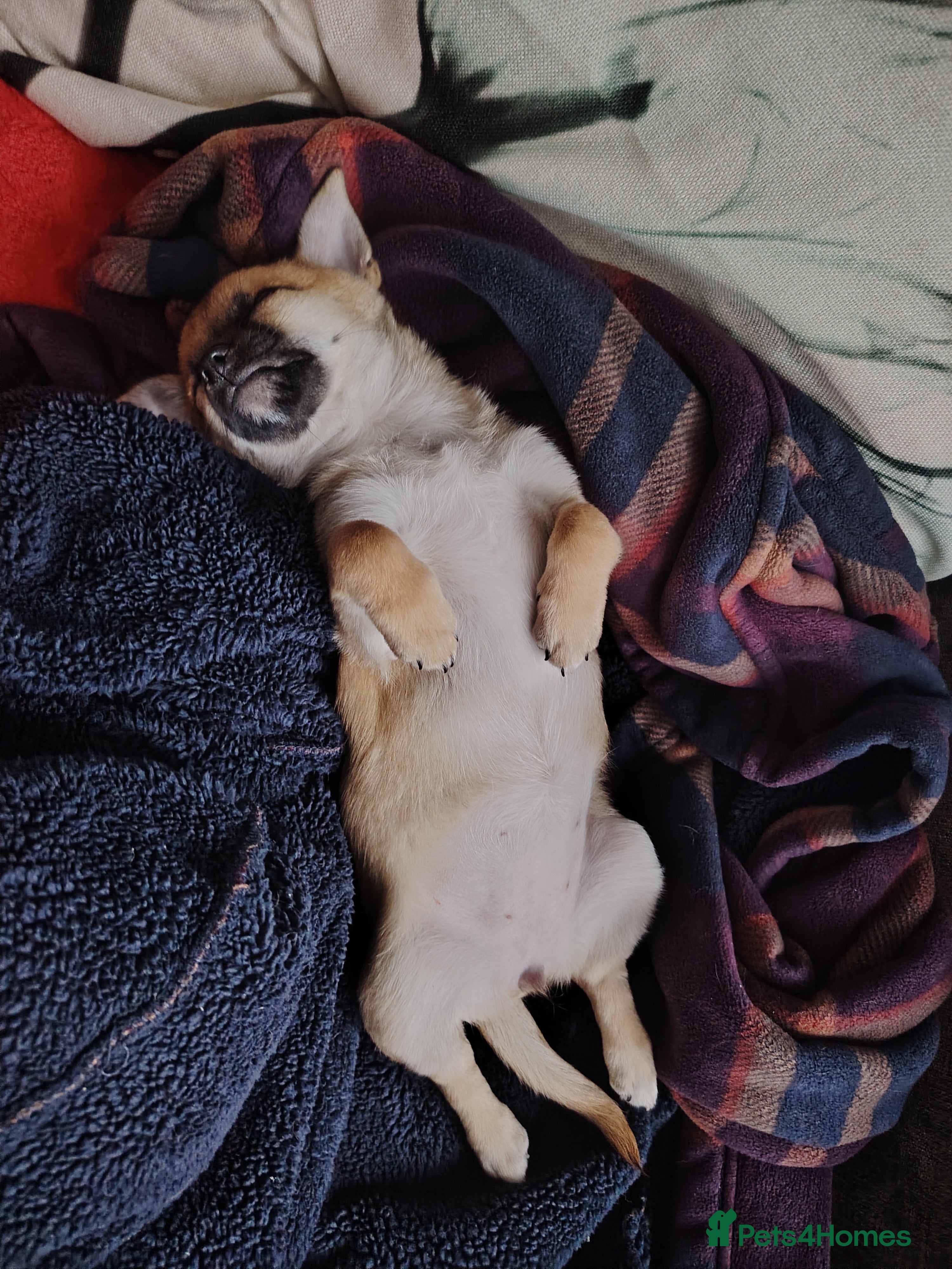 Pomchi dogs Pomchi girl phoebe  - Advert 1