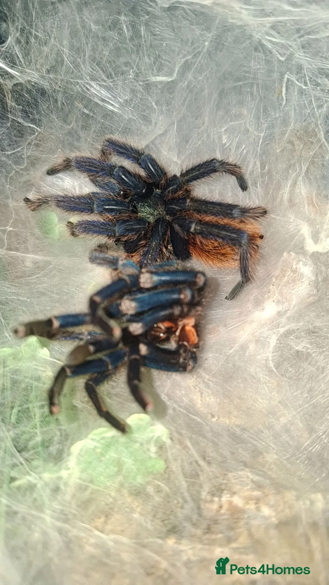 Tarantulas invertebrates for sale: Mature Male GBB with setup - Advert 5