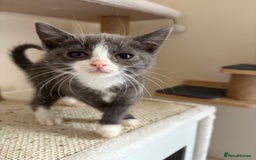 Domestic Shorthair cats for sale: Beans looking for a forever home  - Image 4