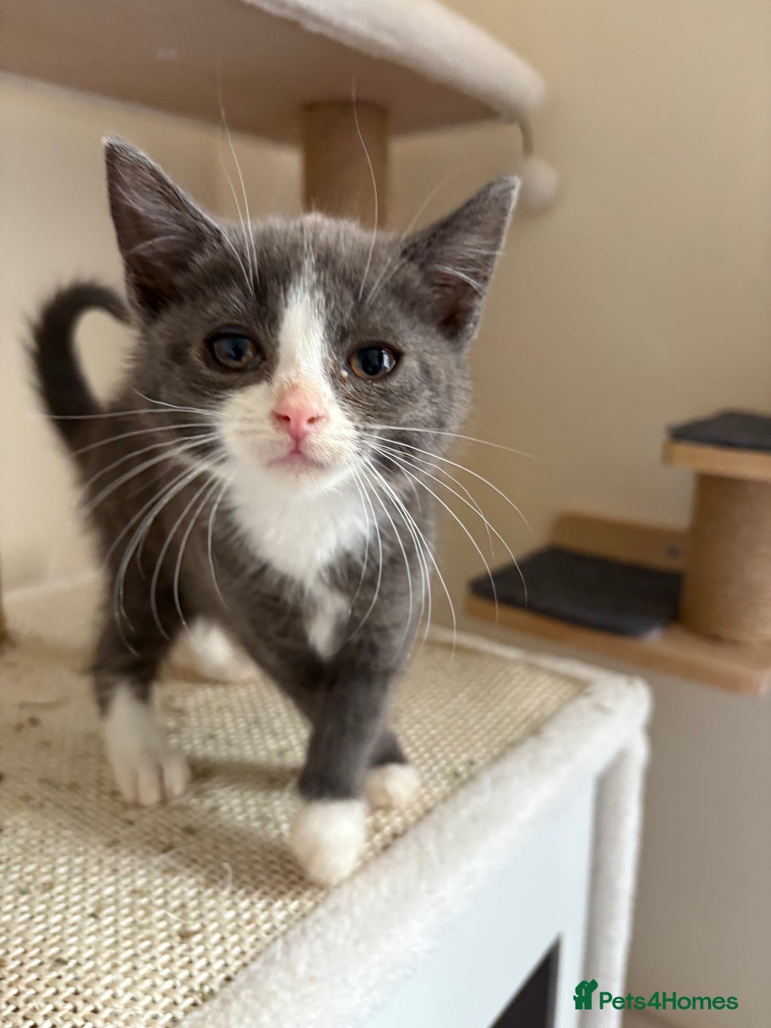 Domestic Shorthair cats for sale: Beans looking for a forever home  - Image 4