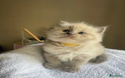 Ragdoll cats for sale: TICA registered pedigree Mink & blue point kittens - Image 6