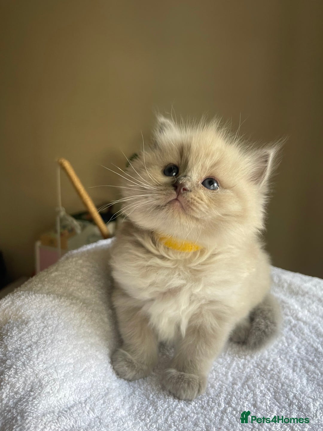 Ragdoll cats for sale: TICA registered pedigree Mink & blue point kittens - Image 6