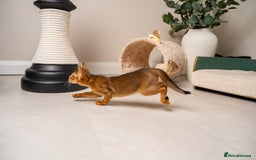 Abyssinian cats for sale: Premium Abyssinian kittens-TICA- Champion Pedigree - Image 23