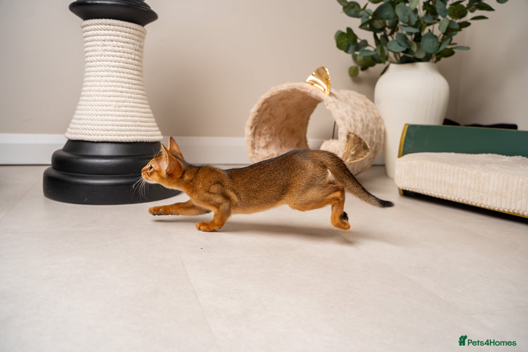 Abyssinian cats for sale: Premium Abyssinian kittens-TICA- Champion Pedigree - Image 23
