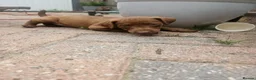 Patterdale Terrier dogs for sale: Chocolate Patterdale Terriers - Advert 5