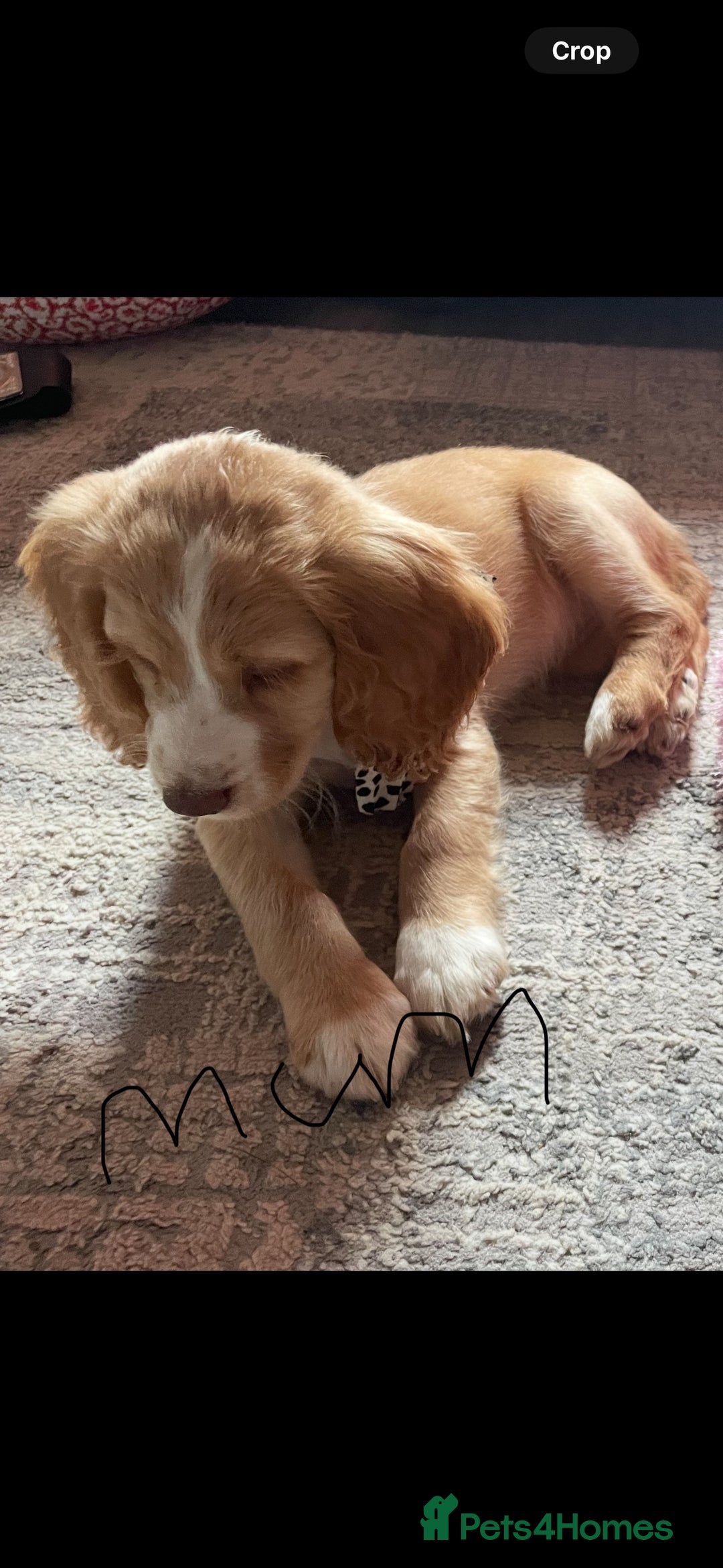 Cocker Spaniel dogs for sale: 6 beautiful cocker spaniels puppy’s born 01/12/25 - Advert 11