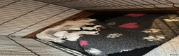 Jack Russell dogs for sale:  Tri coloured Jack Russel Pups! - Advert 22