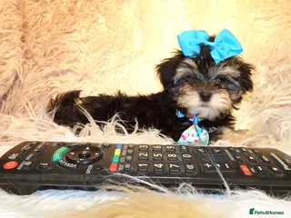 Maltipoo dogs *Exquisite F1 Maltese x Toy Poodle Maltipoo Pups* - Advert 10