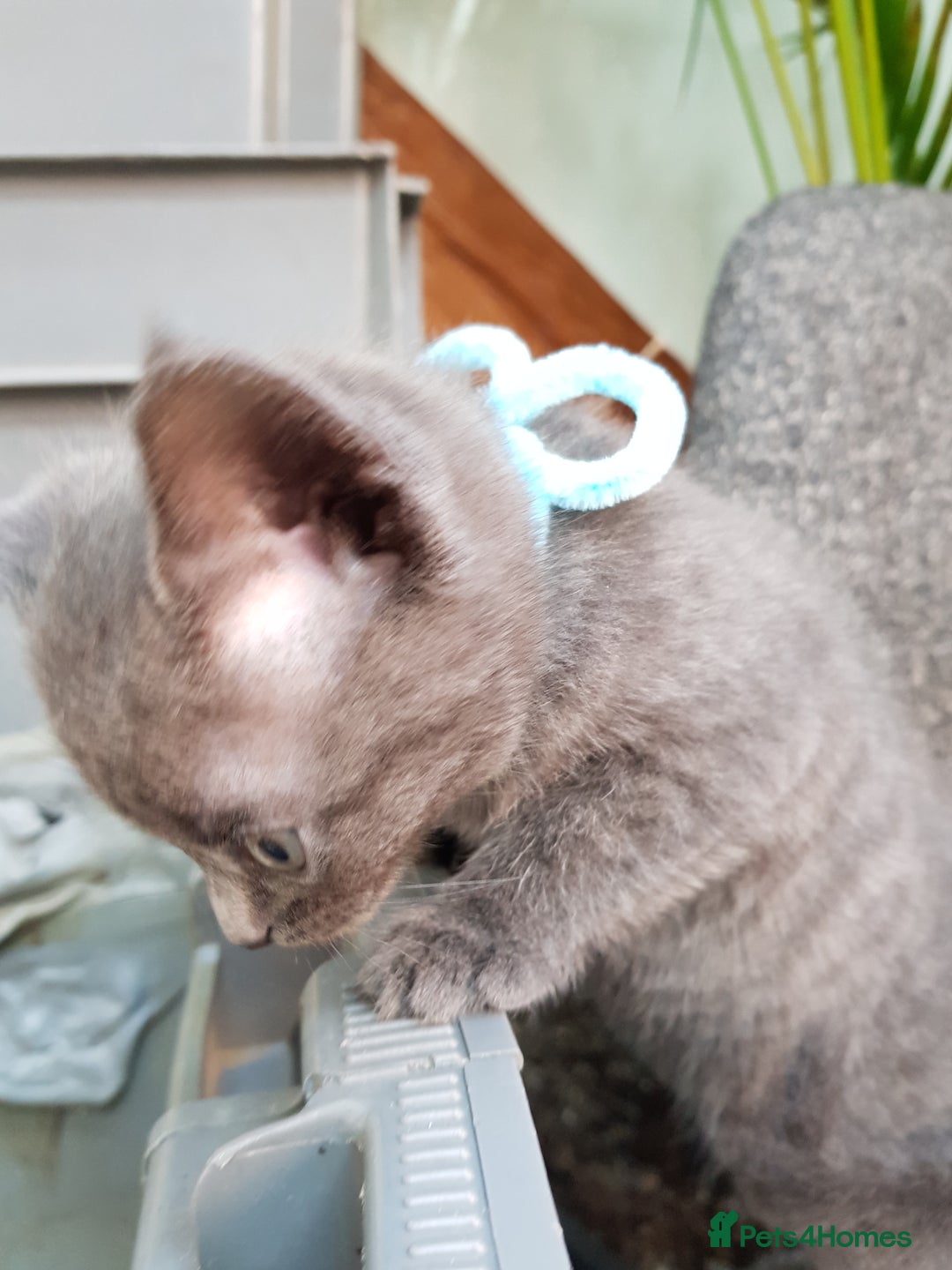 Mixed Breed cats for sale: Grey kittens  - Image 20