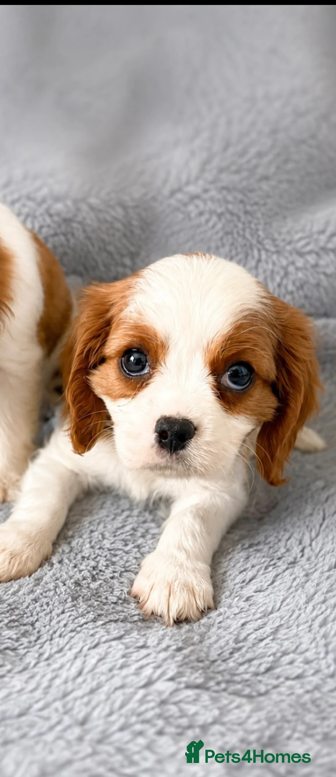 Cavalier King Charles Spaniel dogs for sale: Cavalier King Charles For Sale in Mansfield - Advert 2
