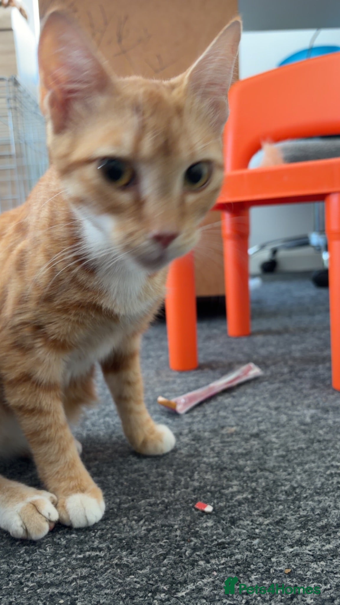 British Shorthair cats Cats for sale  - Advert 1