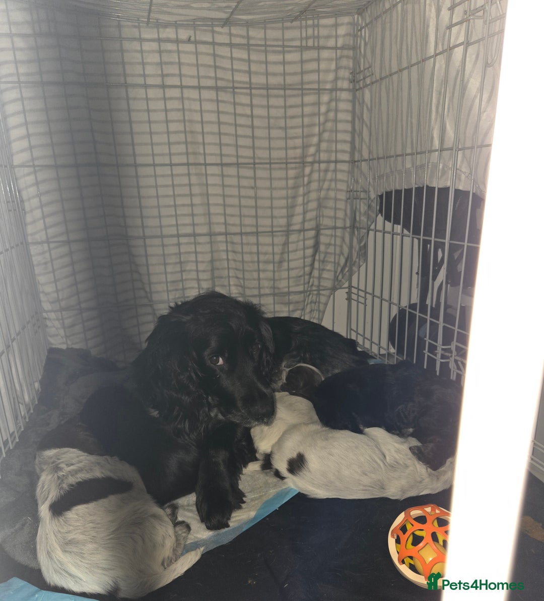 Cocker Spaniel dogs for sale: Cocker spaniels - Advert 13