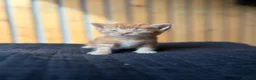 Abyssinian cats for sale: British x Abyssinian Kittens ONLY 2 left !  - Advert 15