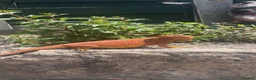 Bearded Dragon reptiles for sale: 100%Het Hypo Baby Bearded Dragons  - Advert 3