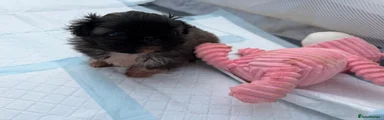 Pekingese Puppy 1