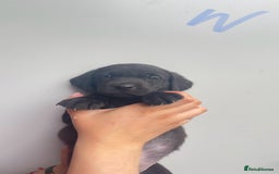 Labrador Retriever dogs for sale: Labrador retriever pups KC Registered - Image 7