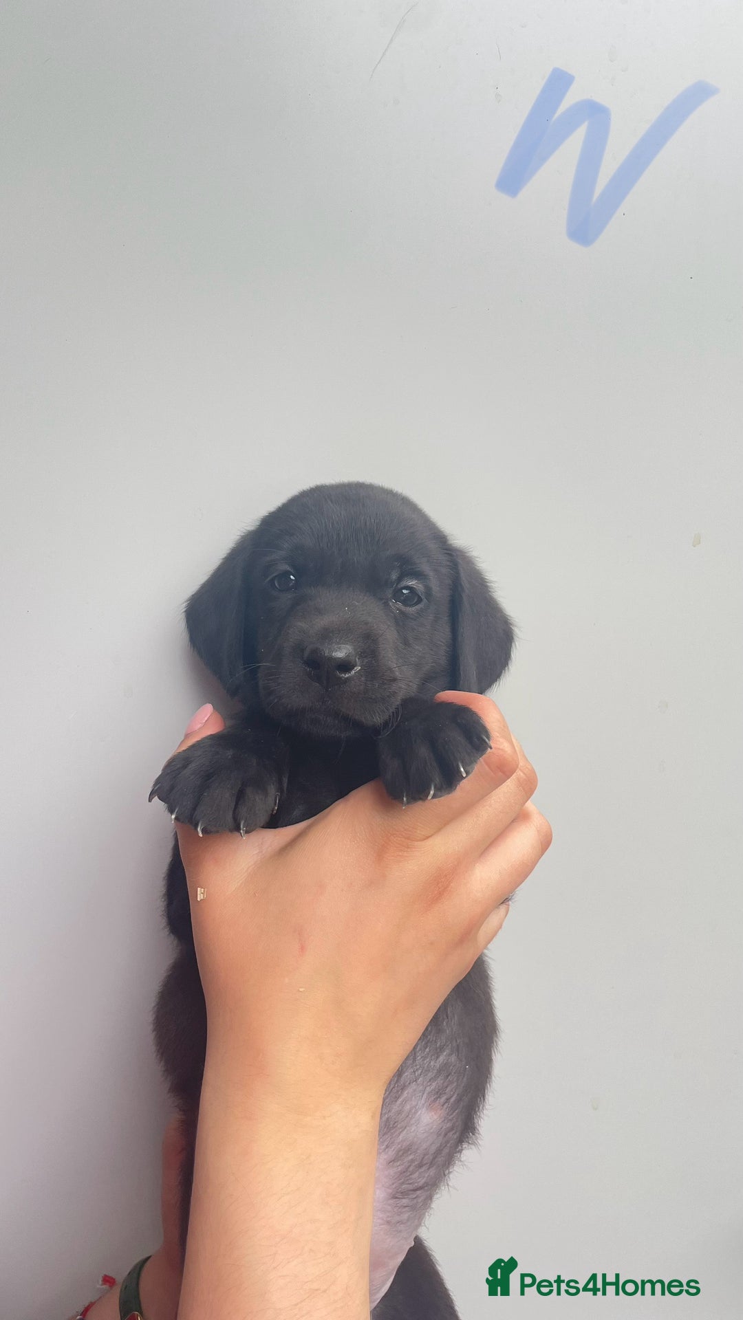 Labrador Retriever dogs for sale: Labrador retriever pups KC Registered - Image 7