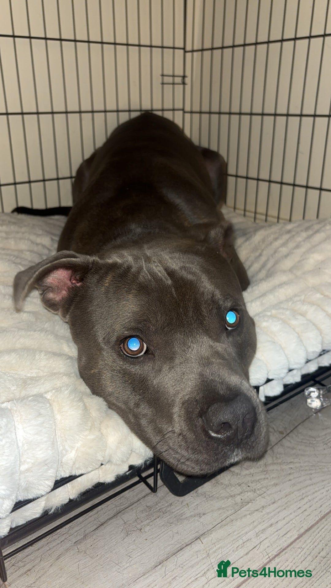 Mixed Breed dogs for sale: Blue Staffordshire bull terrier mixed - Advert 2