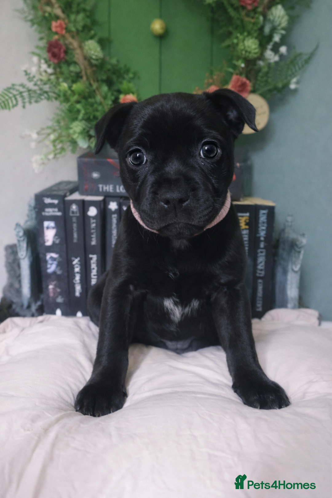 Staffordshire Bull Terrier dogs for sale: blue / black staffordshire bull terrier KC Pups - Advert 16