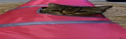 Scottish Fold cats for sale: Scottish fold for adoption ! - Advert 1