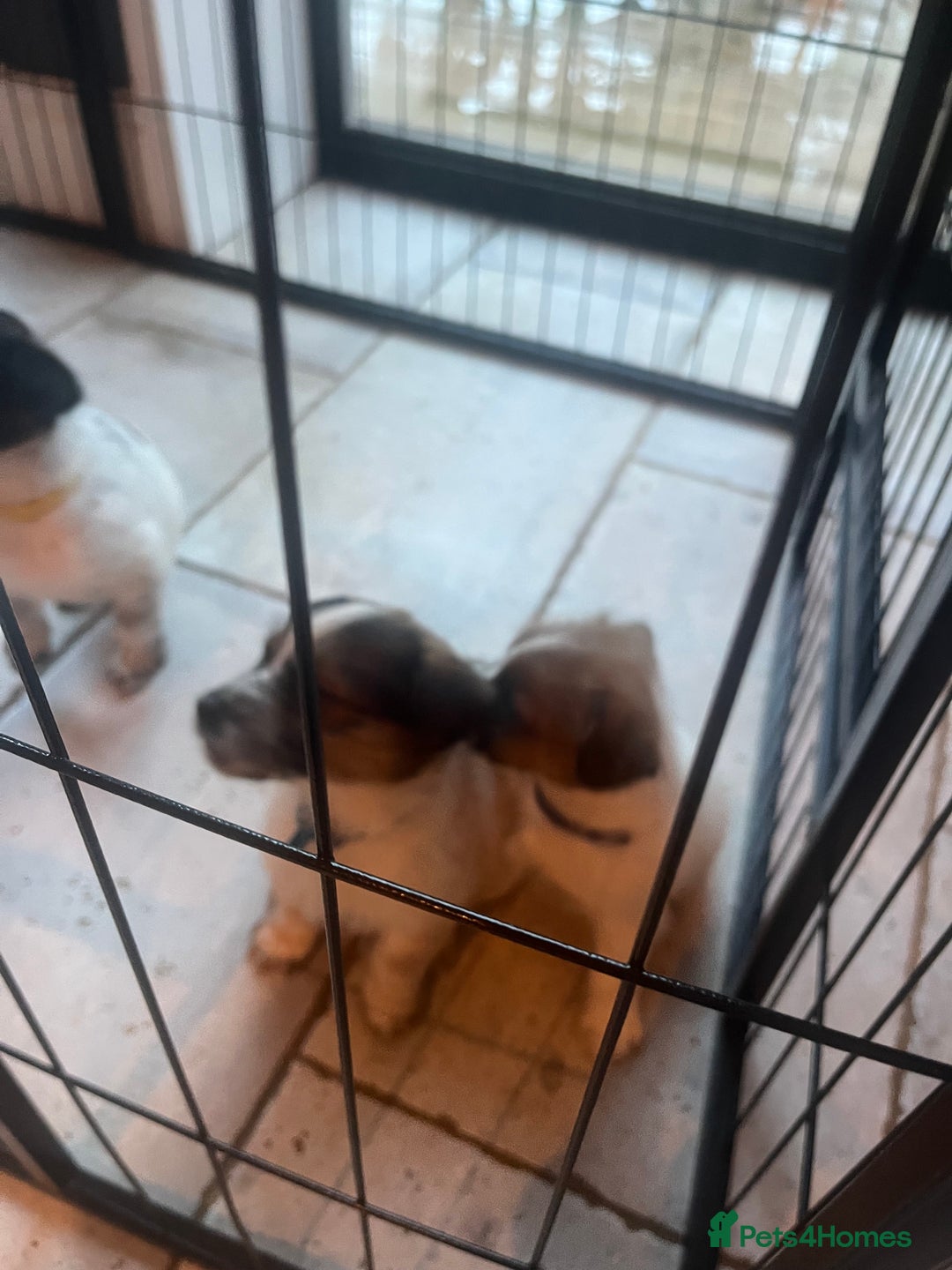 Parson Russell dogs for sale: Parsons Jack Cross Patterdale - Advert 5