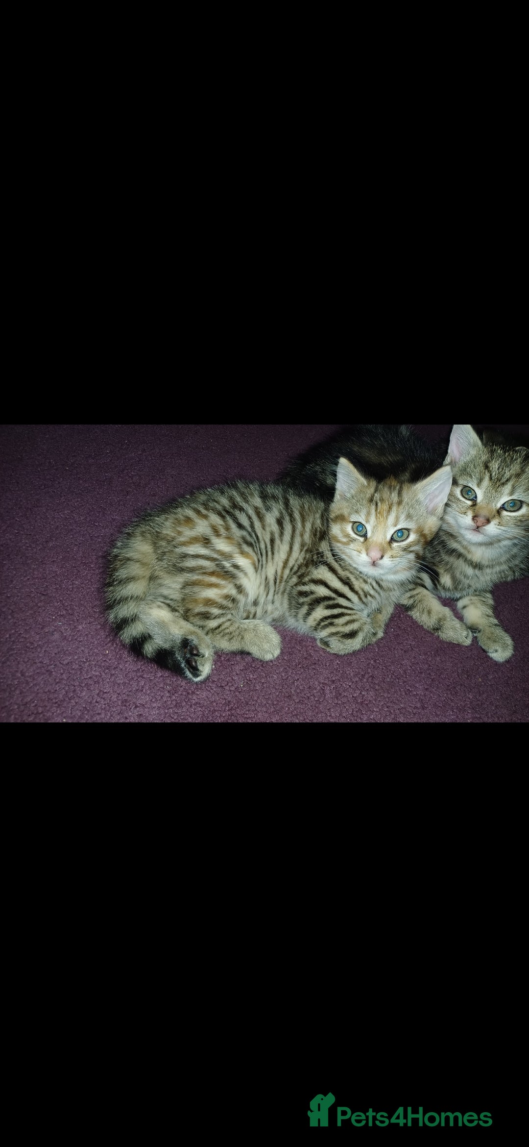 American Shorthair cats for sale: Kitten  - Advert 2