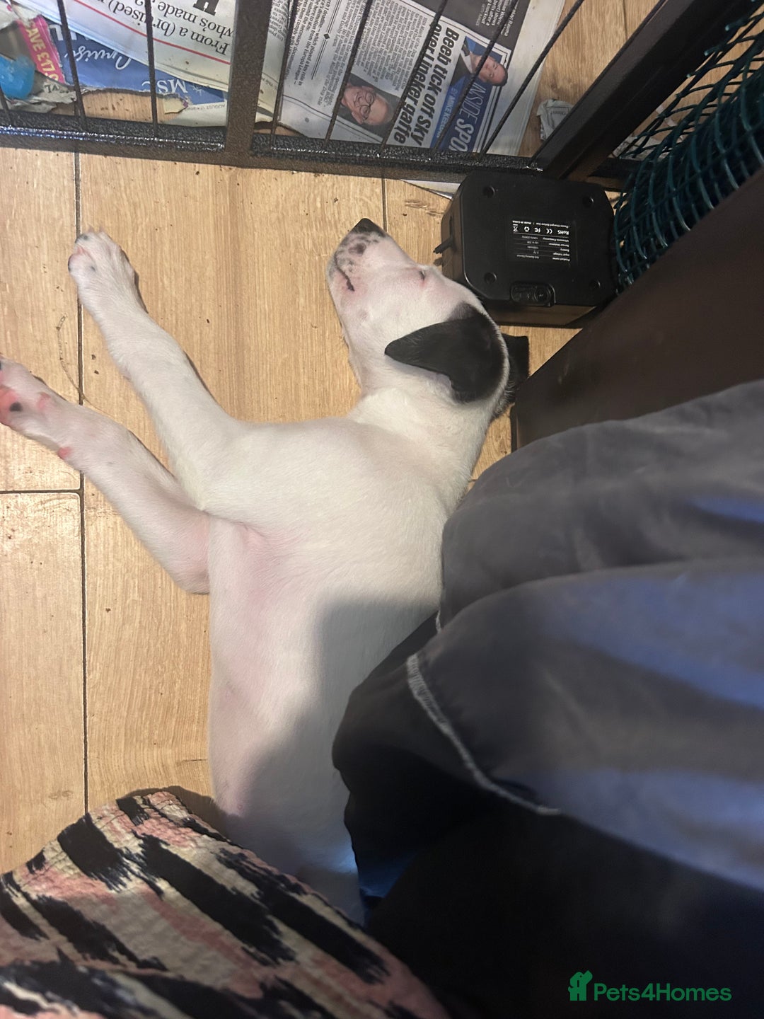 Mixed Breed dogs for sale: Lurcher x wiggy pups - Image 3