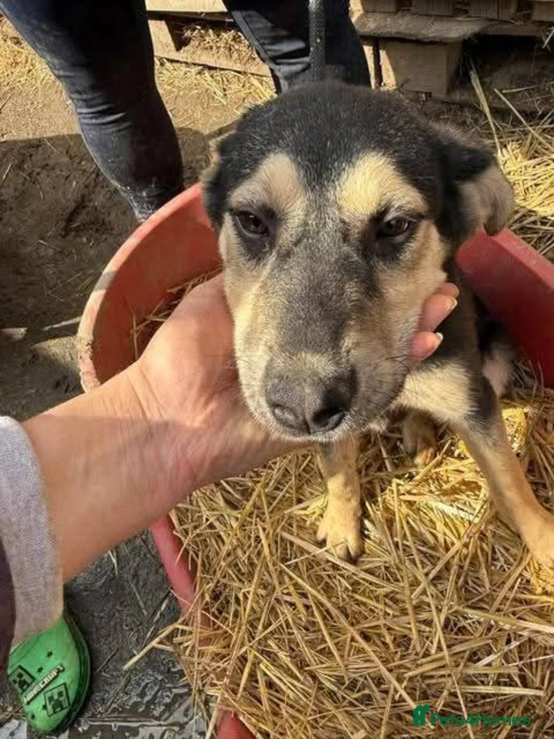Mixed Breed dogs for adoption: Meet Lolly, currently residing in Cheshire  in Nantwich - Advert 6